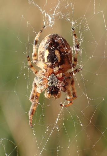 Larinioides cornutus